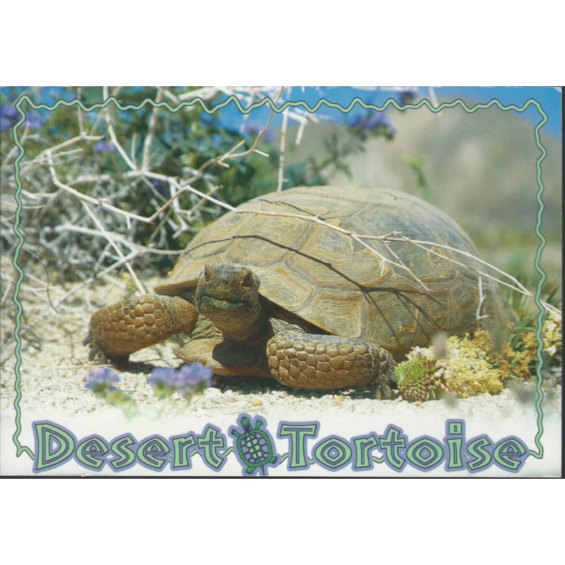 Desert Tortoise Postcard-QTY=50