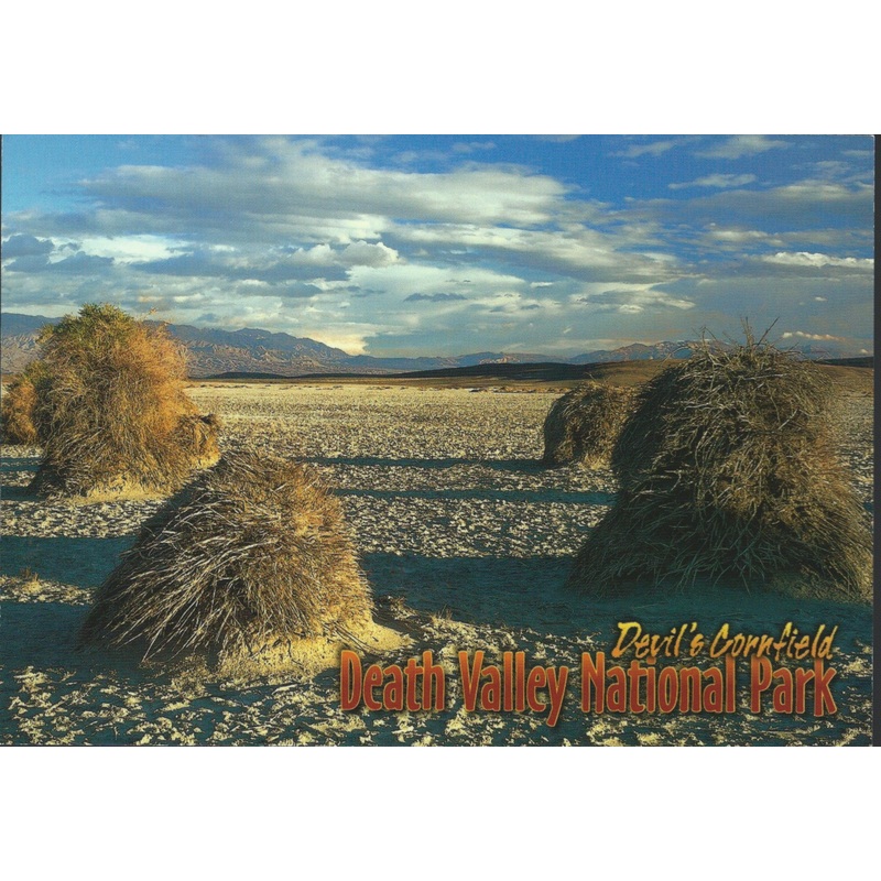 Devil’s Cornfield Death Valley Postcard-QTY=50