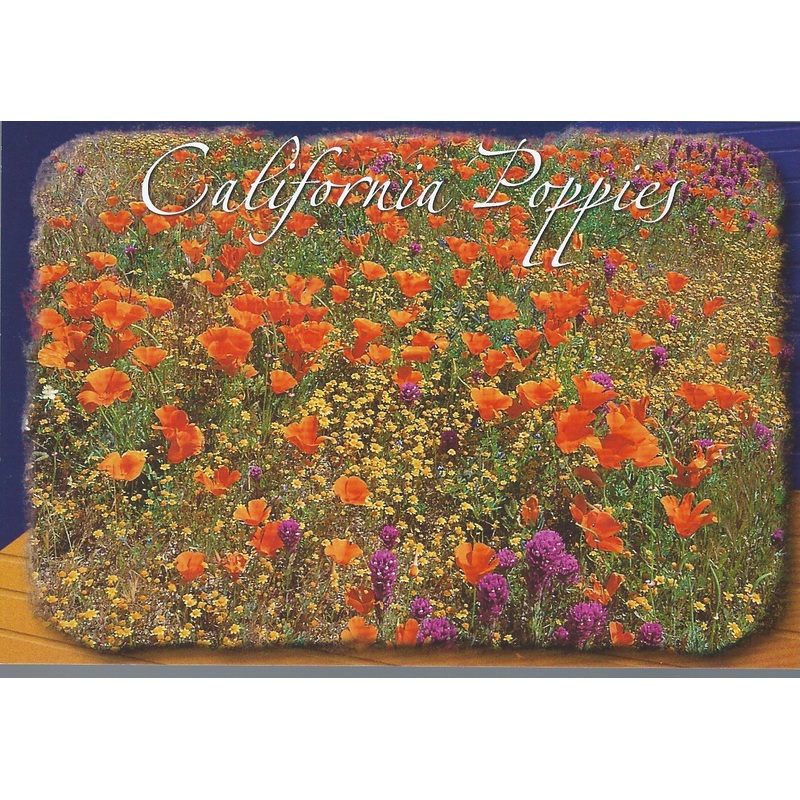 Eastern Sierra Poppies Postcard-QTY=50
