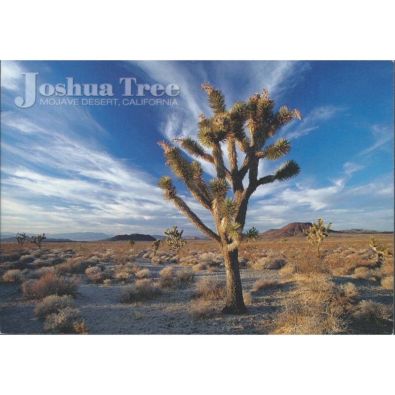 Joshua Tree Mojave Desert Postcard-QTY=50