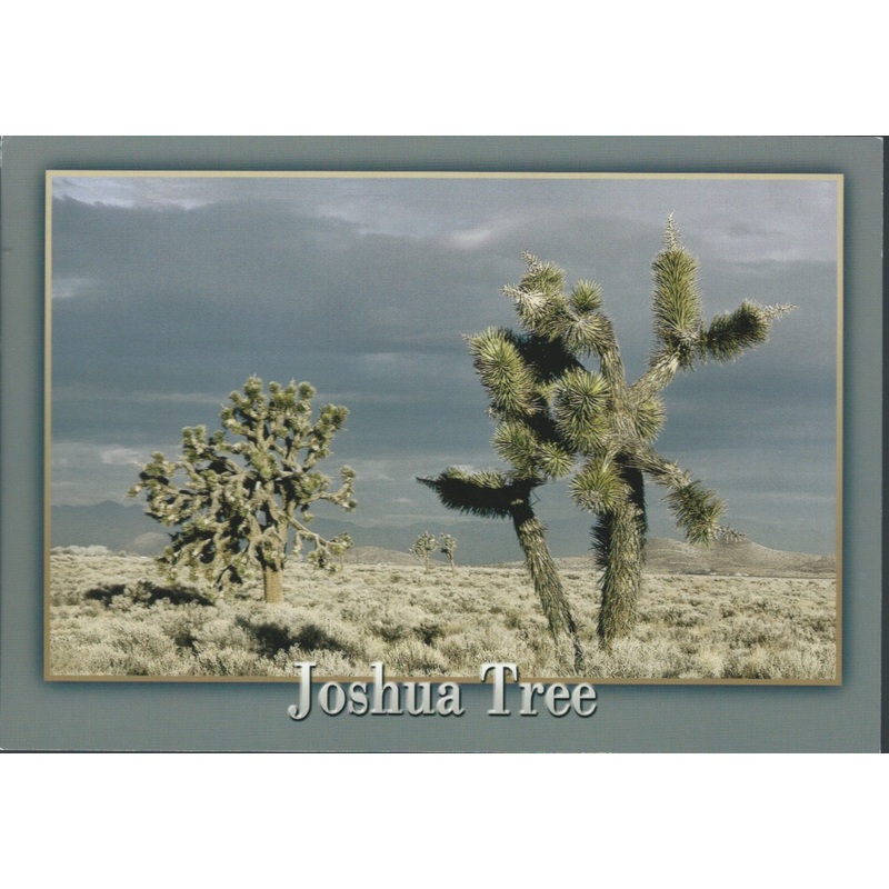Joshua tree Postcard-QTY=50
