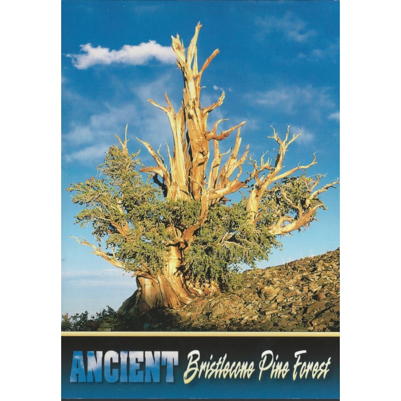 Majestic Bristlecone Postcard-QTY=50