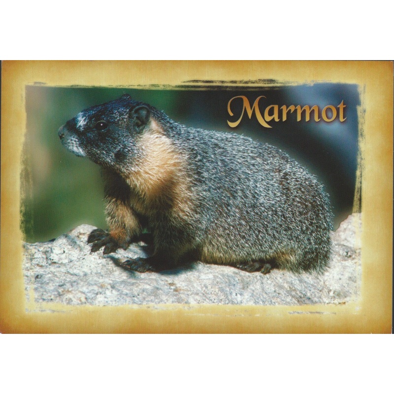 Marmot Postcard-QTY=50