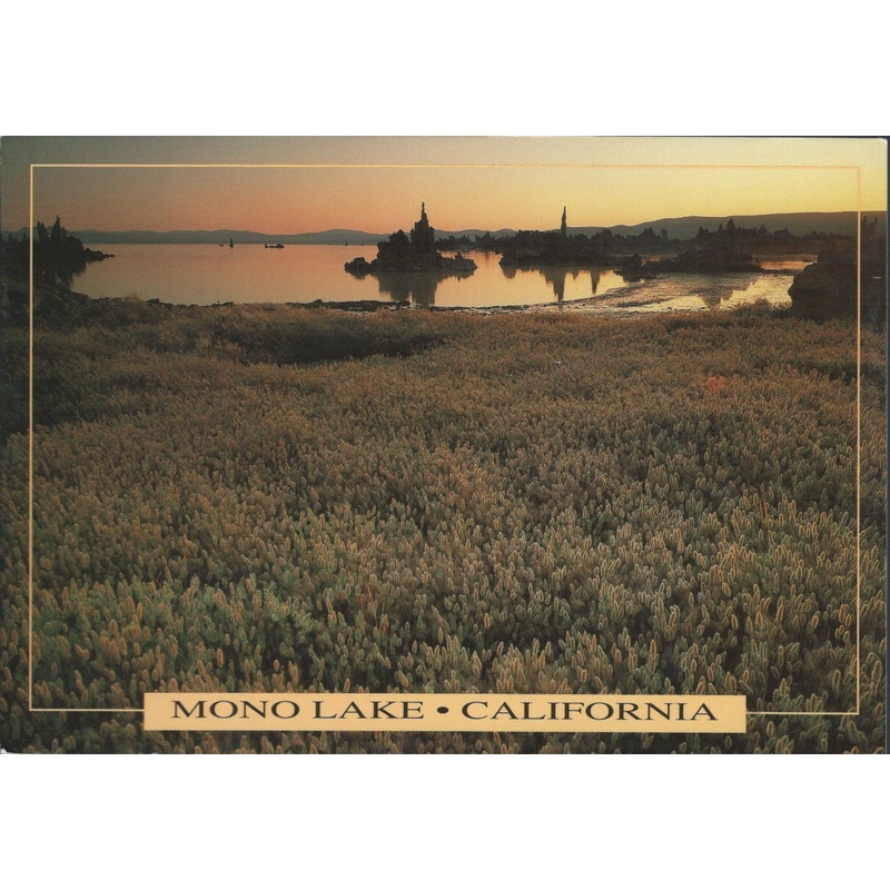 Mono Lake Field Postcard-QTY=50