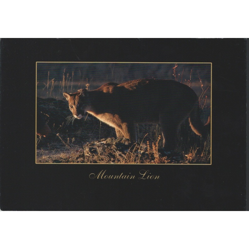 Mountain Lion Postcard-QTY=50