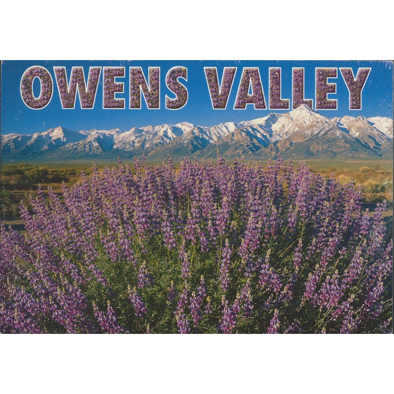 Owens Valley Flowers Eastern Sierra Postcard-QTY=50