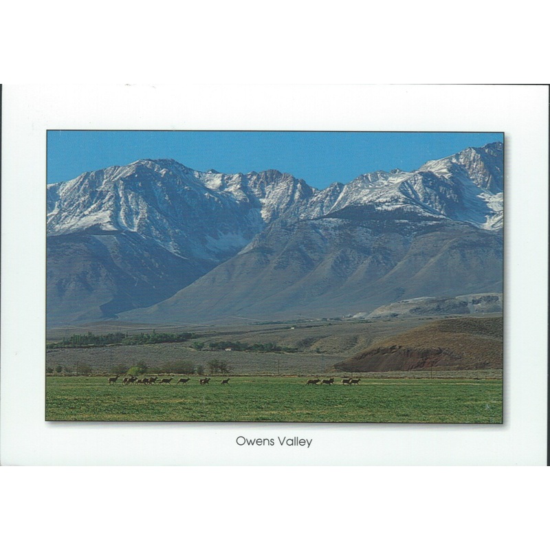 Owens Valley Wildlife Postcard-QTY=50