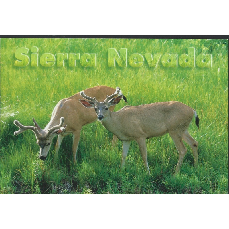 Sierra Nevada Deer Postcard-QTY=50