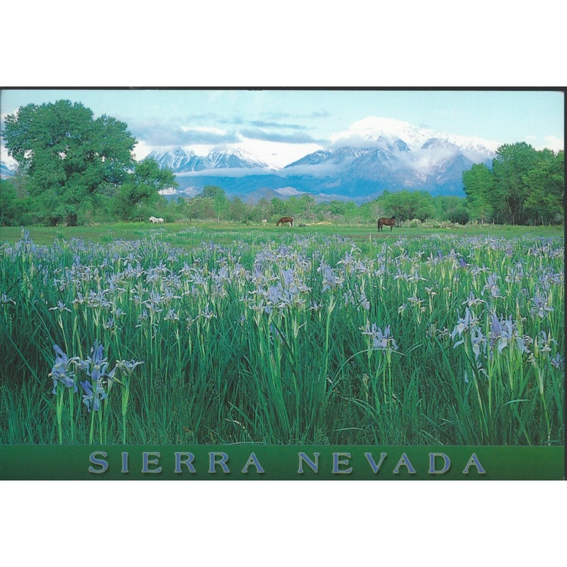 Sierra Nevada Flowers Postcard-QTY=50