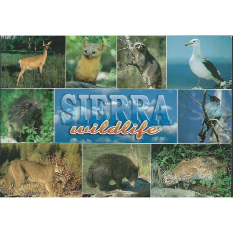 Sierra Wildlife Postcard-QTY=50