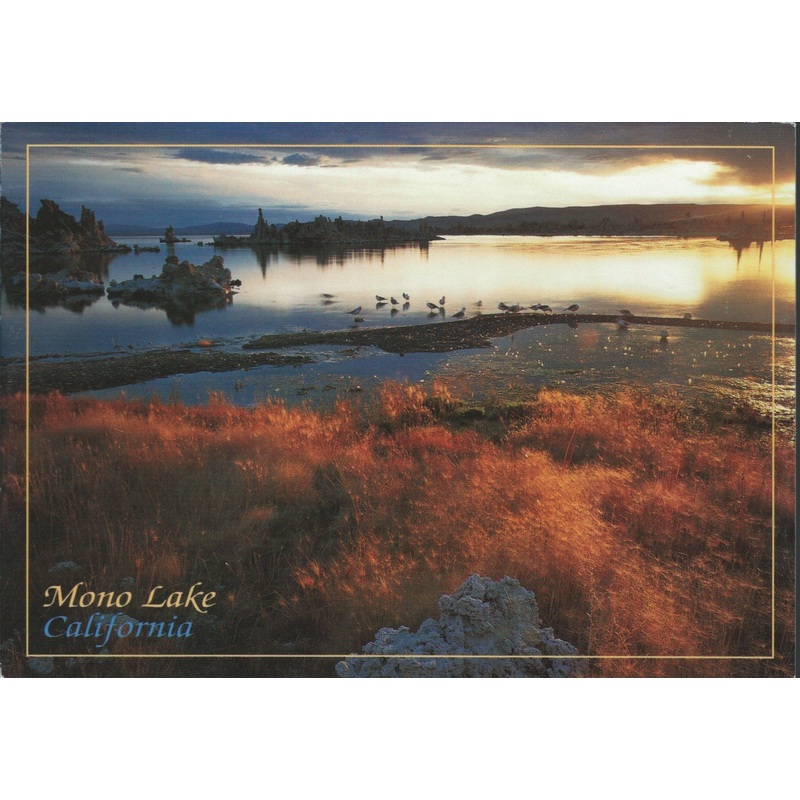 Mono Lake Brush Postcard-QTY=50