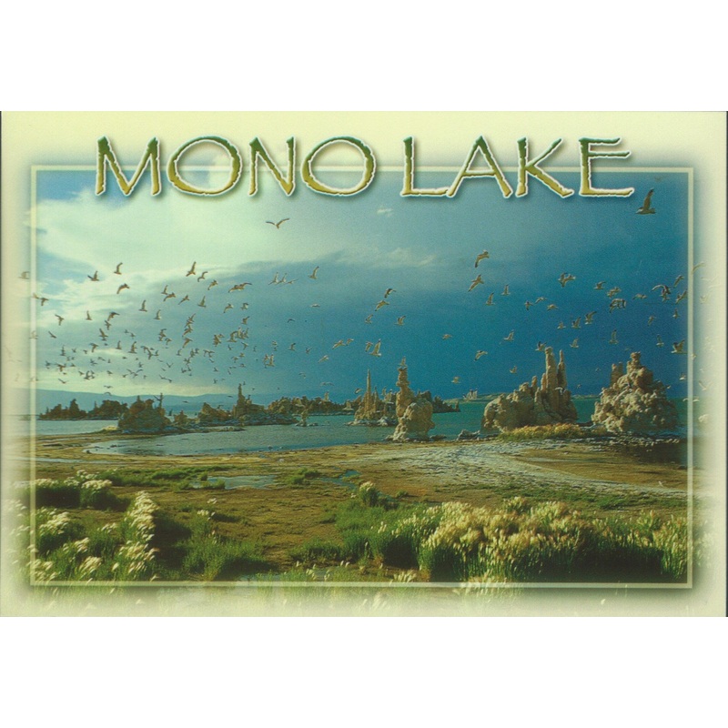 Mono Lake Seagulls Postcard-QTY=50