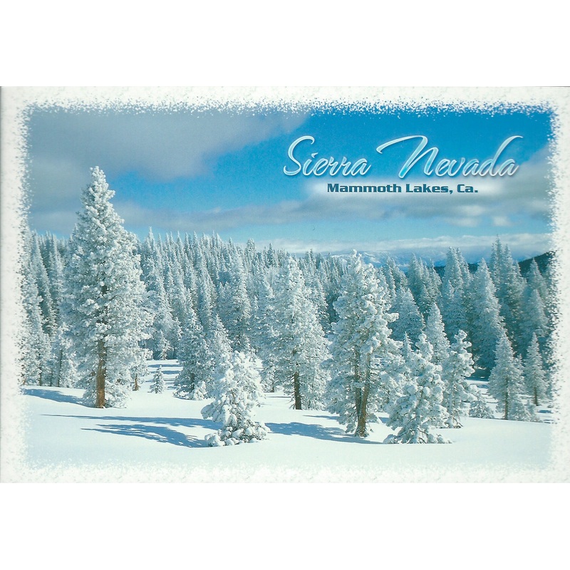 Snow Covered Evergreen Trees Postcard-QTY=50