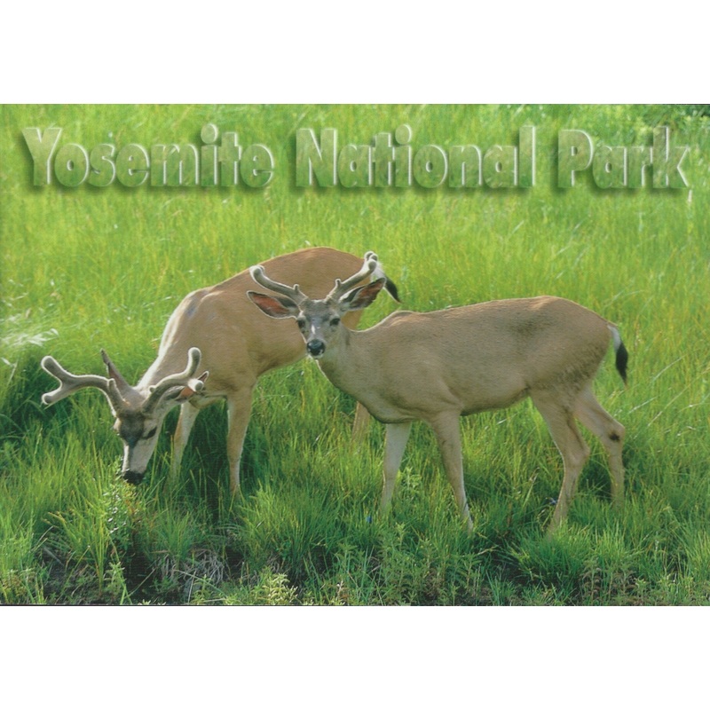 Yosemite Deers Postcard-QTY=50