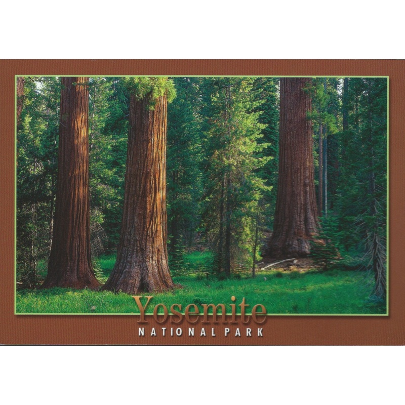Yosemite Old Trees Postcard-QTY=50