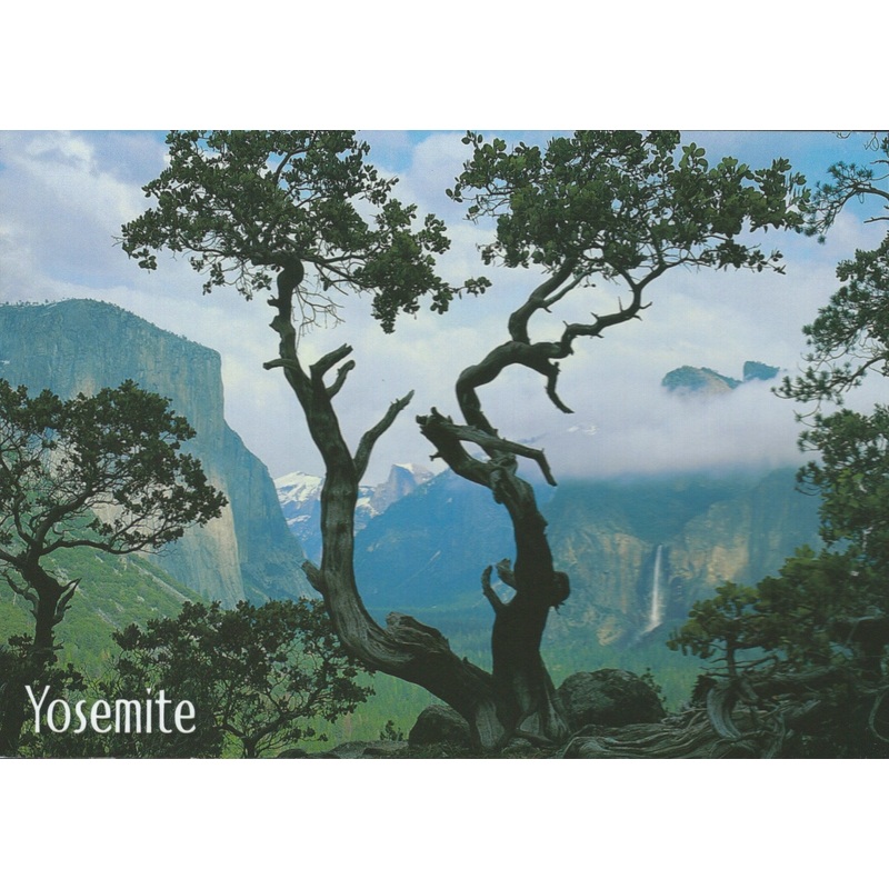 Yosemite Tree Postcard-QTY=50