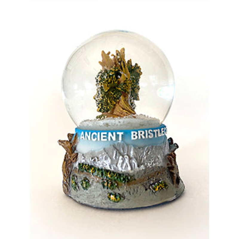Bristlecone Snow Globe