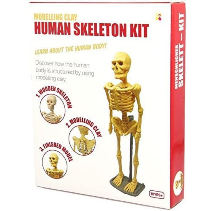 Human Skeleton Modelling Clay Kit