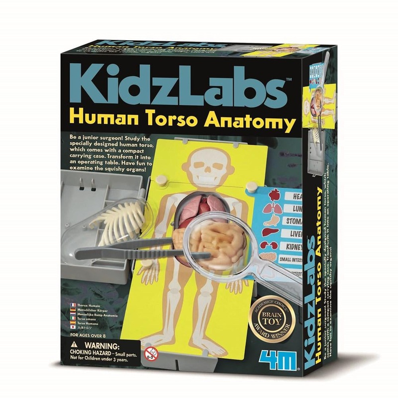 HUMAN TORSO