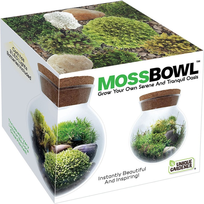 Moss Bowl – Grow Your Own Oasis