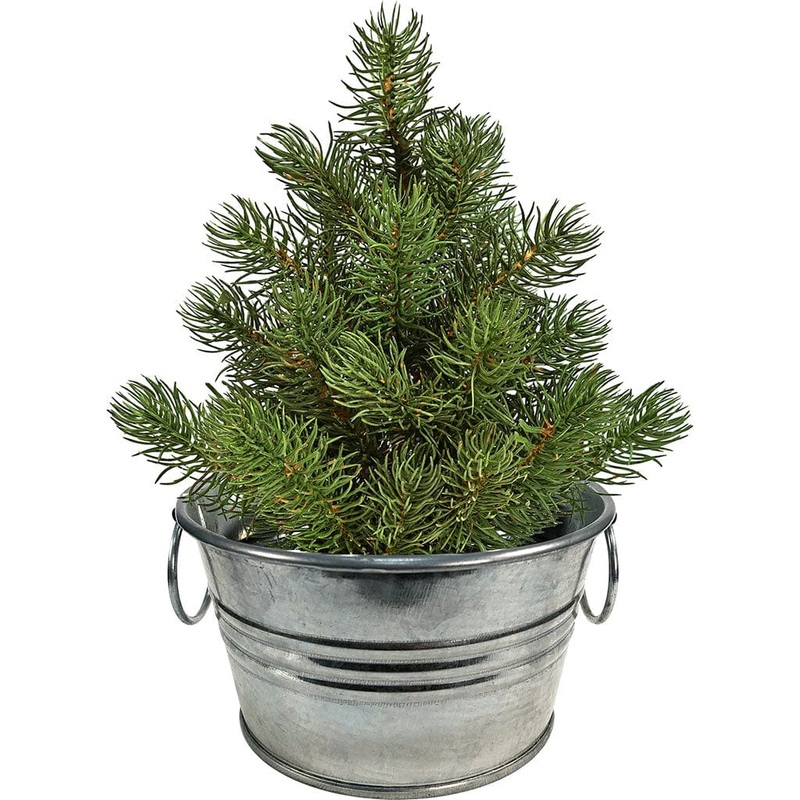 Perfect Pine – Grow Your Own Christmas Tree