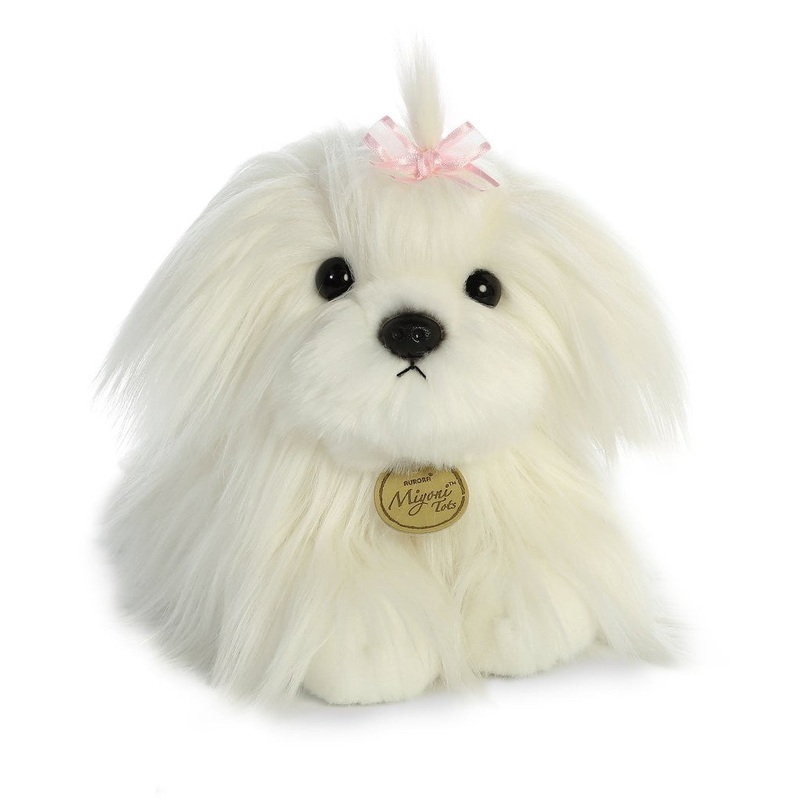 Maltese Puppy