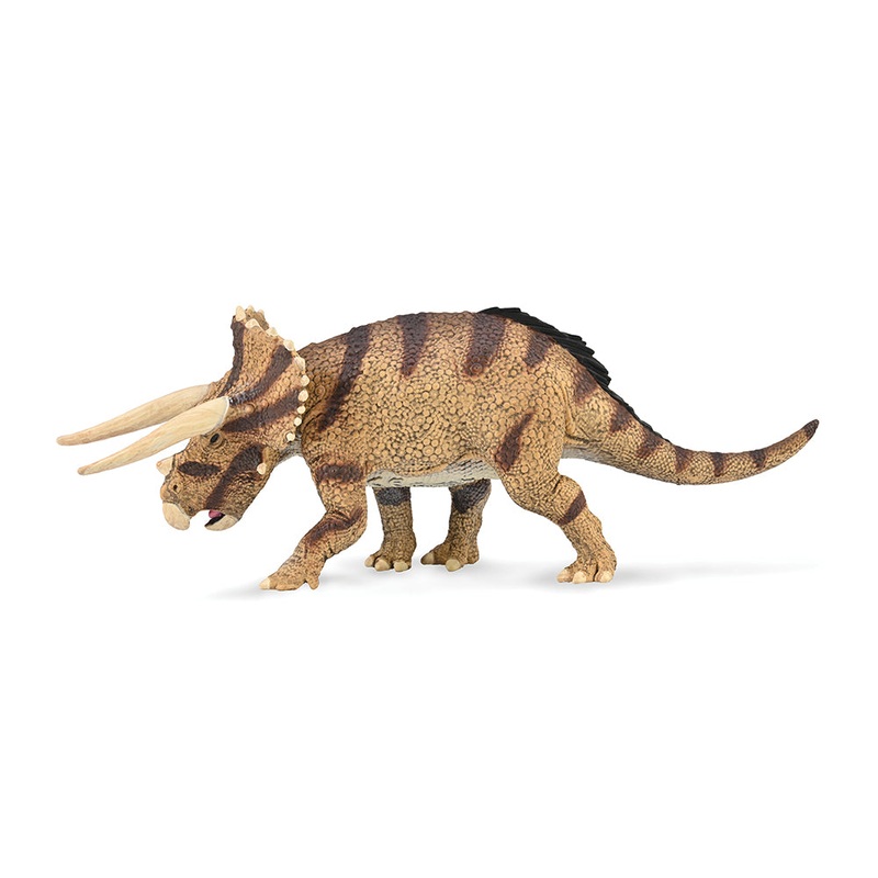 Triceratops horridus – confronting