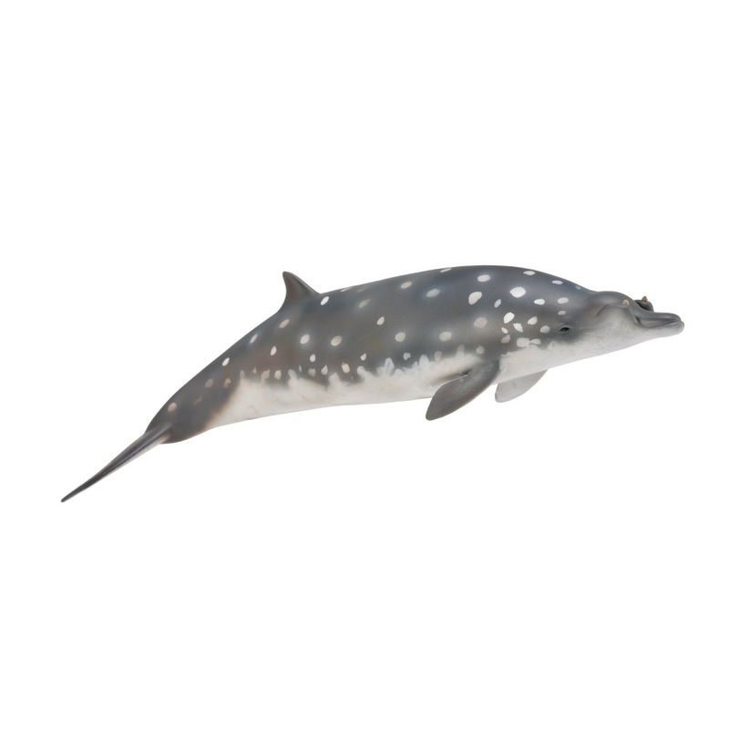 Blainville’S Beaked Whale