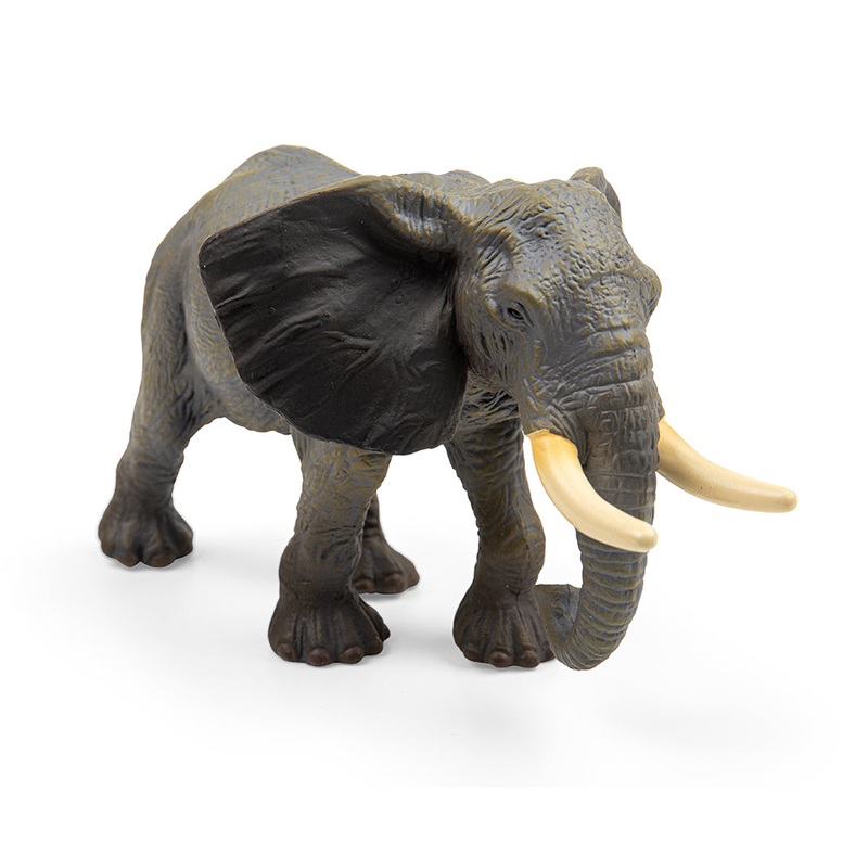African Elephant