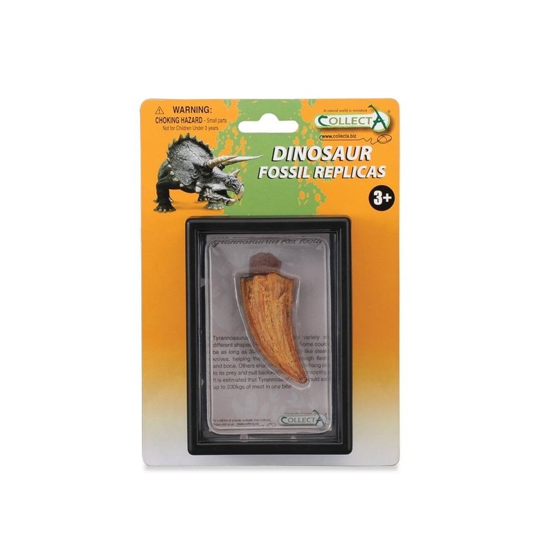 T-Rex Side Tooth In Display Case