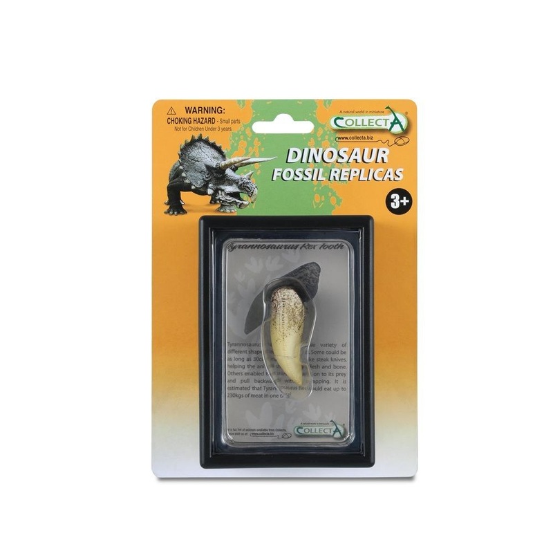 T-Rex Tooth In Display Case
