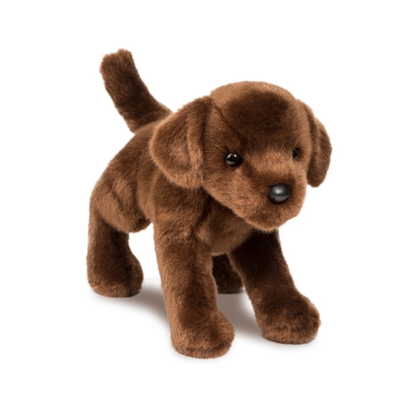 Cocoa the Chocolate Lab